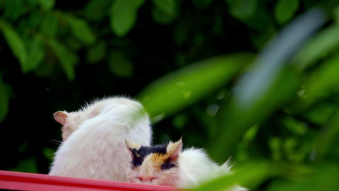 猫咪 野猫 猫 流浪猫