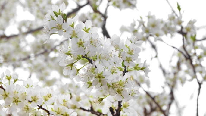 春天梨花蜜蜂花朵花瓣飘落实拍视频