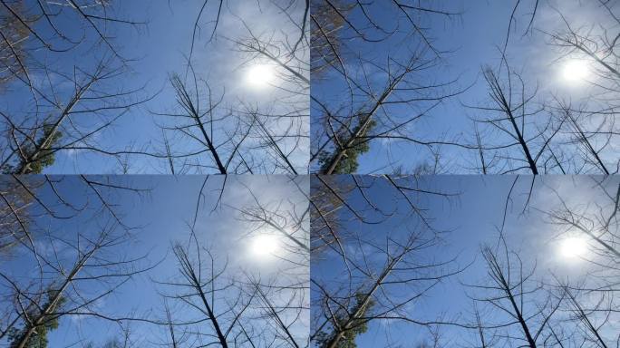 树 天空 空镜头