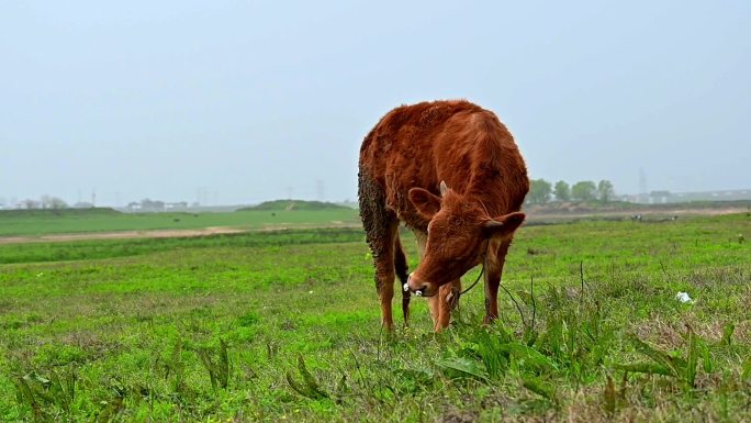 牛吃草-黄牛养牛放牛畜牧业