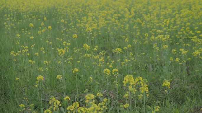 春风里摇曳的油菜花