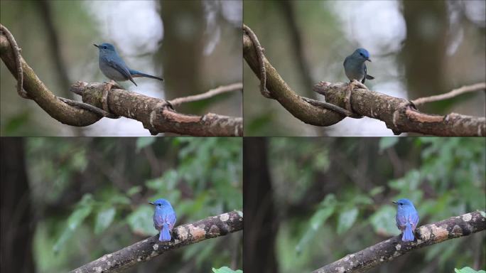 纯蓝仙鹟雄鸟：有一抹蓝色魅影叫“仙鹟”