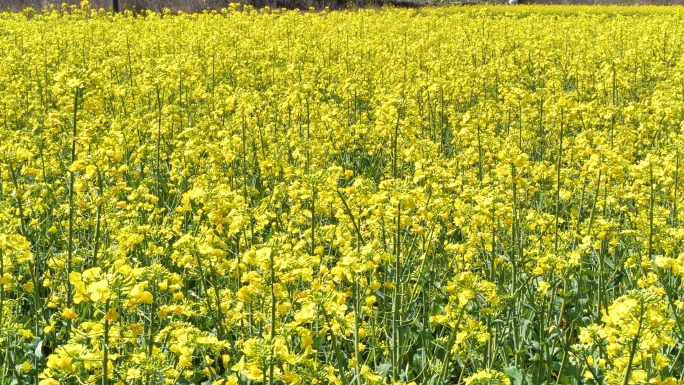 婺源篁岭油菜花近景特写