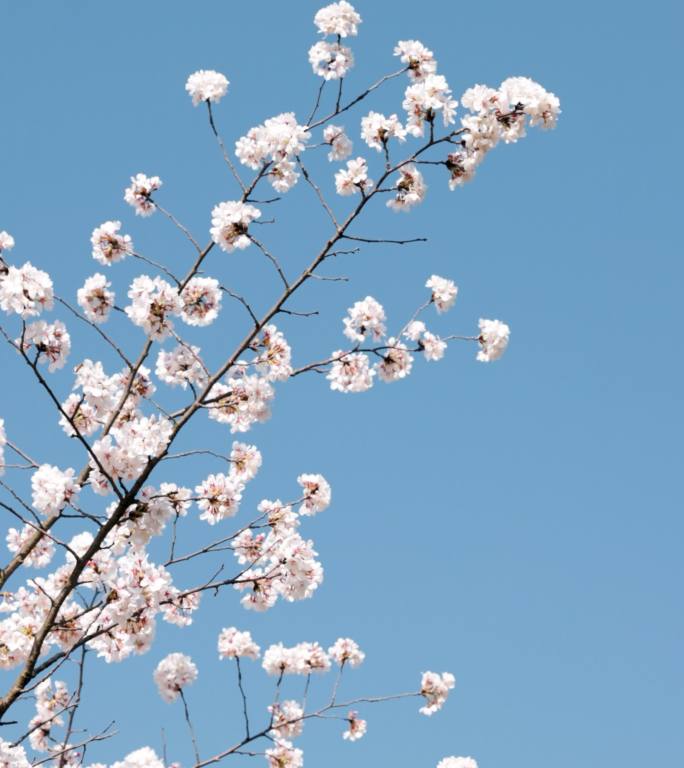 4K春天蓝天下盛开的白色樱花垂直画幅