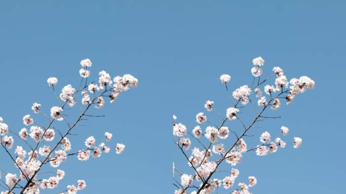 4K春天蓝天下盛开的白色樱花垂直画幅