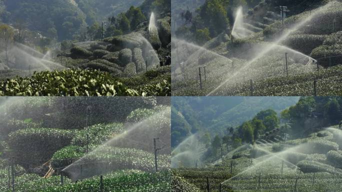 茶园浇水灌溉