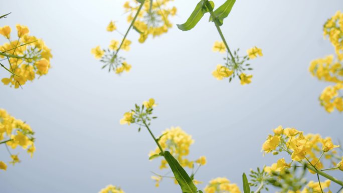 【4K】乡村景色油菜花开金黄花田