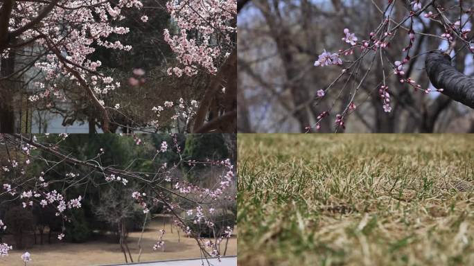 春天来了 桃花开了 小草绿了 公园拍照