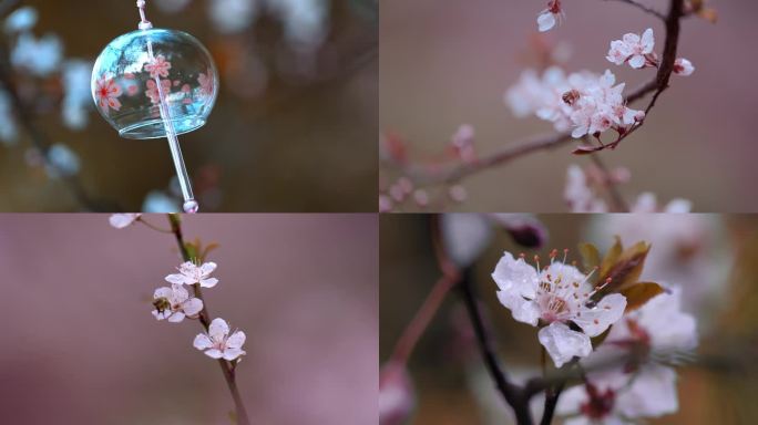 樱花蜜蜂风铃花