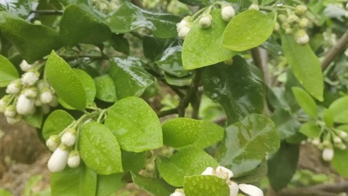 微距花朵 雨珠 雨滴花瓣花朵雨滴春暖花开