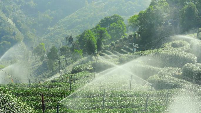 西湖龙井茶园浇水灌溉