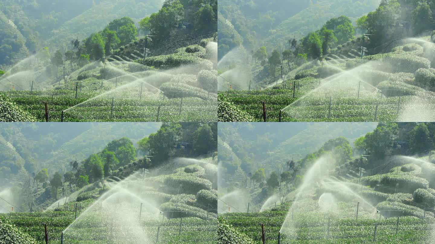 西湖龙井茶园浇水灌溉
