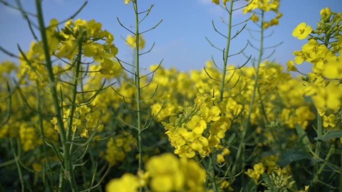 蓝天 白云 油菜 花春天 升格