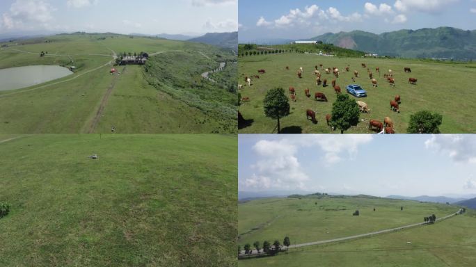 草坪 放马坪 牛群 黄牛 山顶公路