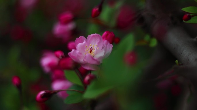 海棠花