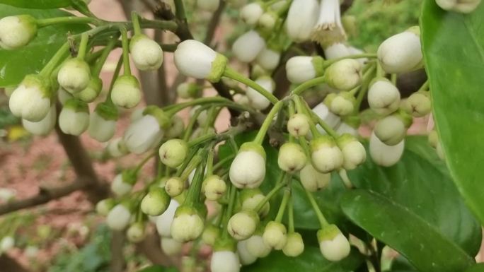 柚子花蕊开绿色植物 柚子树叶 春暧花开