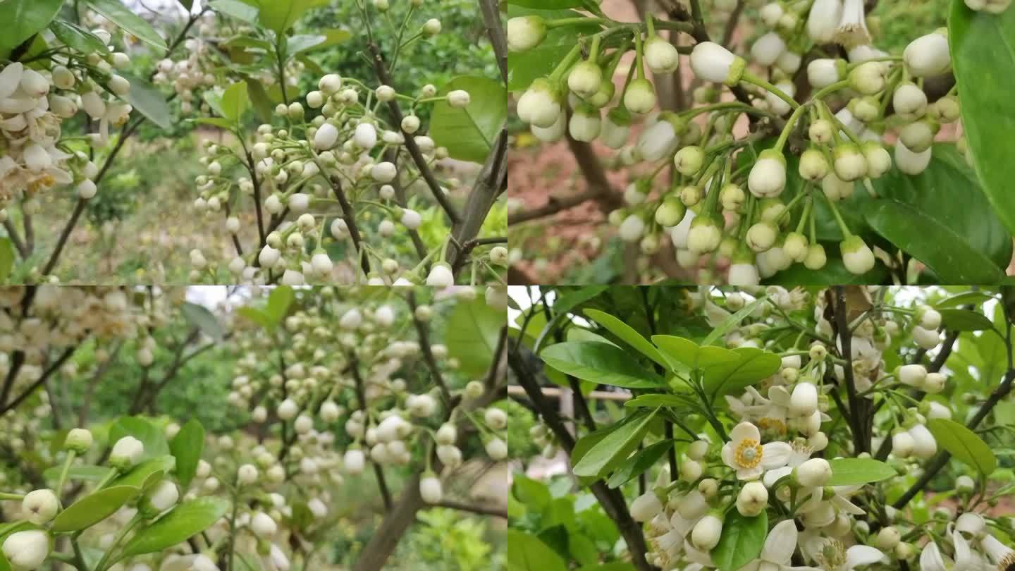 柚子花蕊开绿色植物 柚子树叶 春暧花开