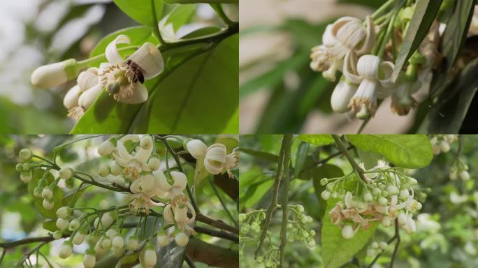 柚子花沙田柚花