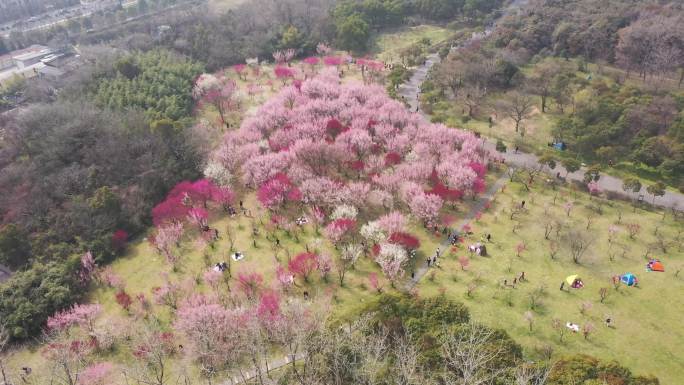 航拍扬州蜀岗西峰梅花 游玩人群