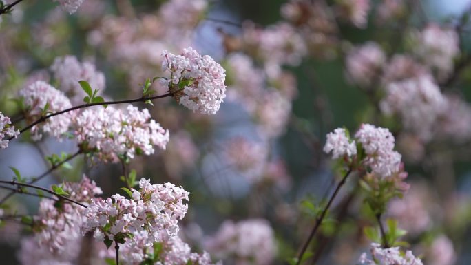 丁香花迎春花春天的花城市美景视频