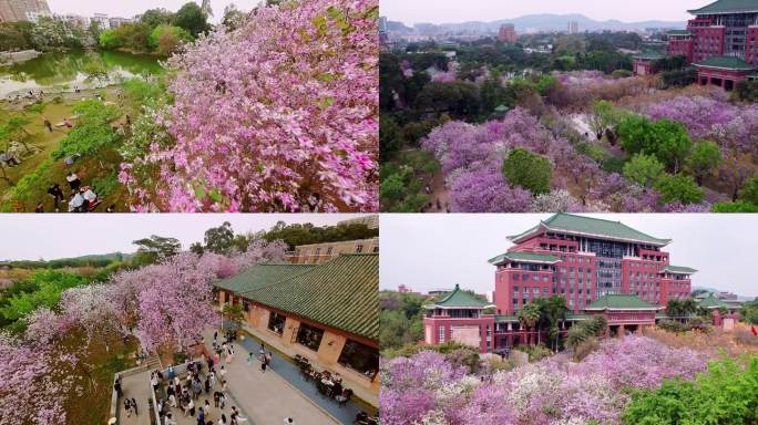 广州华农春日高校紫荆花盛开穿越4K视频