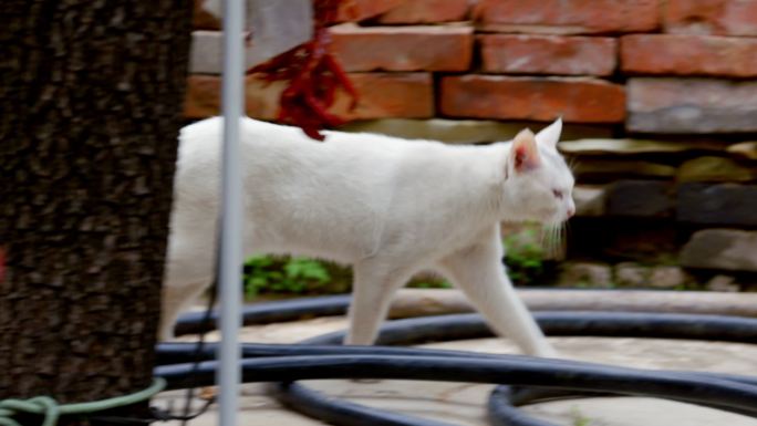 野生猫 宠物猫  猫