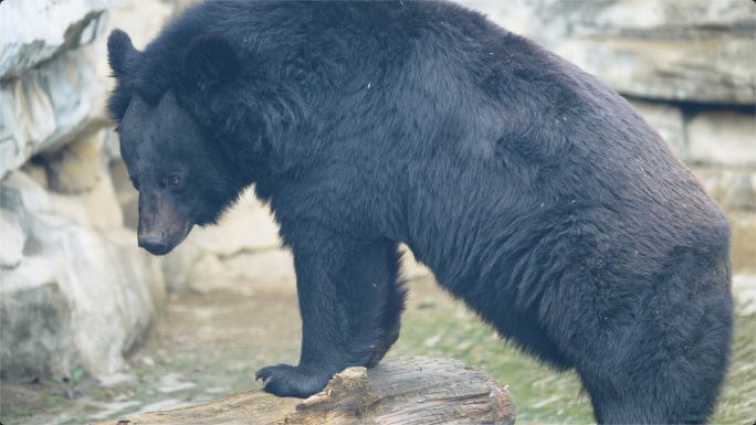 黑熊大狗熊熊动物园珍稀动物保护濒危动物