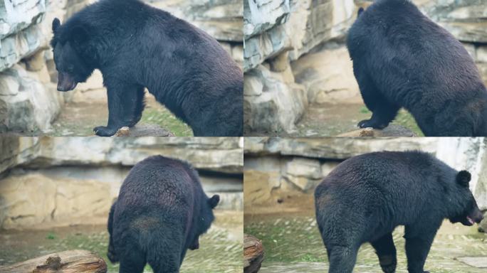 黑熊大狗熊熊动物园珍稀动物保护濒危动物