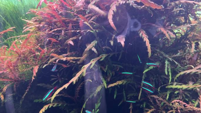 镜头合集水草水下水族造景植物2