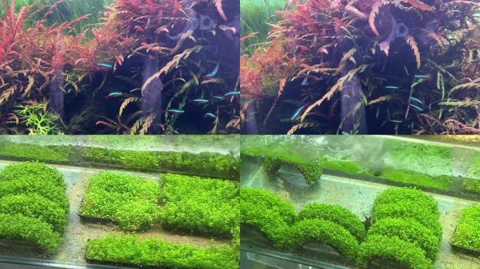 镜头合集水草水下水族造景植物2