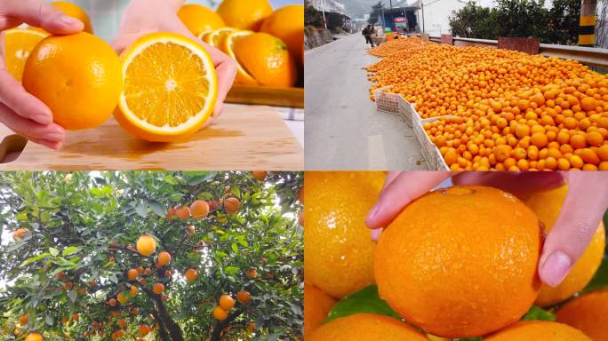 橙子合集