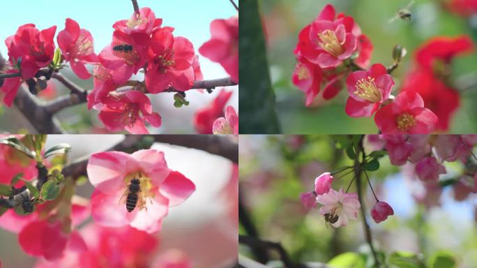 阳光明媚花朵蜜蜂特写