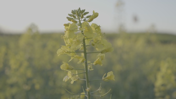 菜花油菜花春天菜花油菜田野油菜花