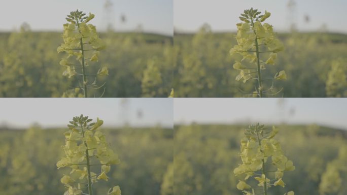 菜花油菜花春天菜花油菜田野油菜花