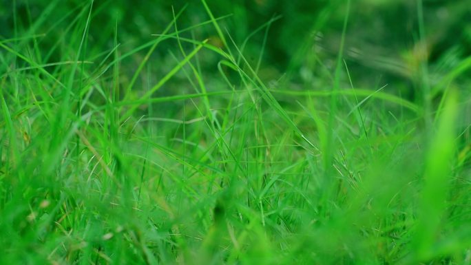 【实拍素材】草 草坪 绿色草地 延迟摄影