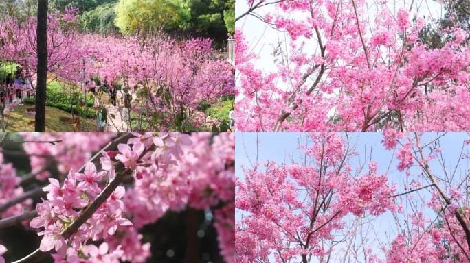 4K超清樱花实拍合集