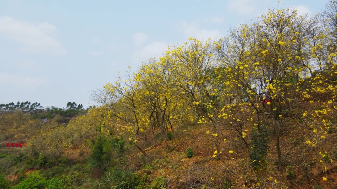 黄花风铃花