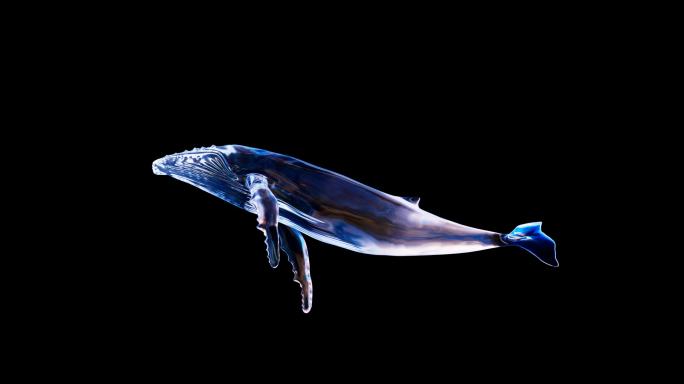 唯美鲸鱼游动带通道