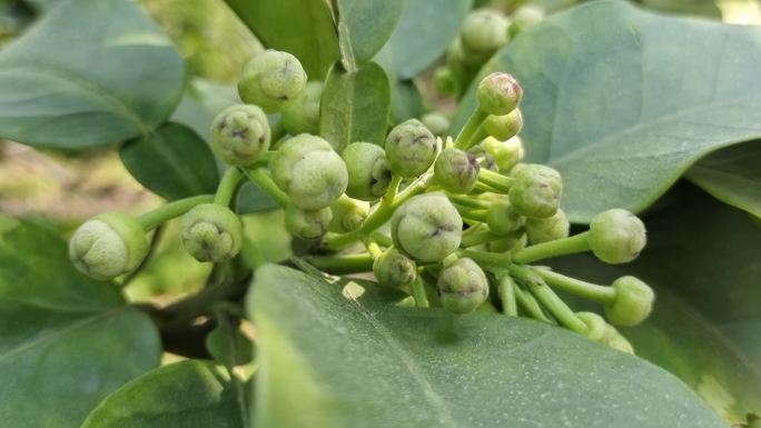 柚子花开 绿色植物 柚子树叶 春暧花开