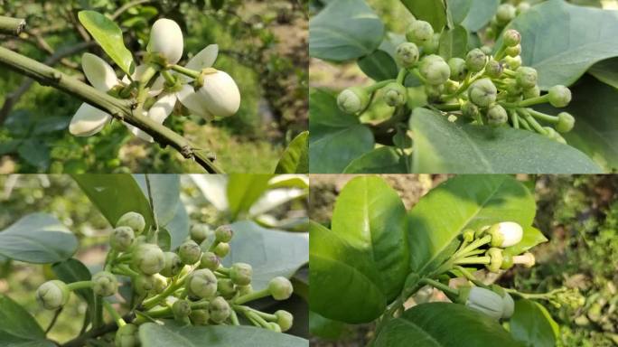 柚子花开 绿色植物 柚子树叶 春暧花开