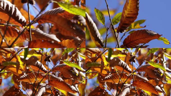 镜头合集秋季红叶枯萎叶子树叶秋风寒风换季