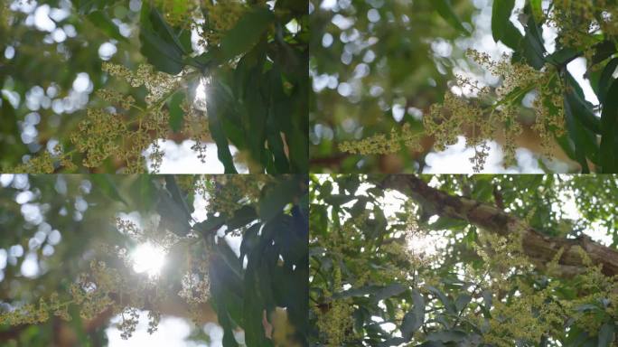 芒果光影绿色种植基地热带水果农业果树阳光