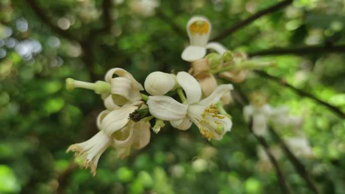 橘红花开