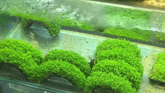 镜头合集水草水下水族造景植物1