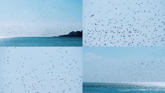 超多海鸥在海面上盘旋飞翔