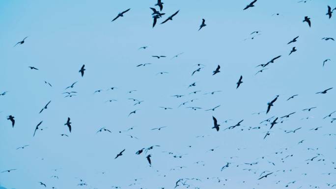 海上的鸟群 海鸥群