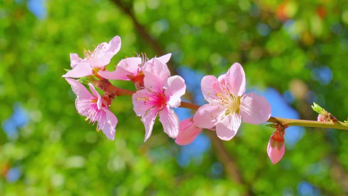 春天粉色桃花空镜