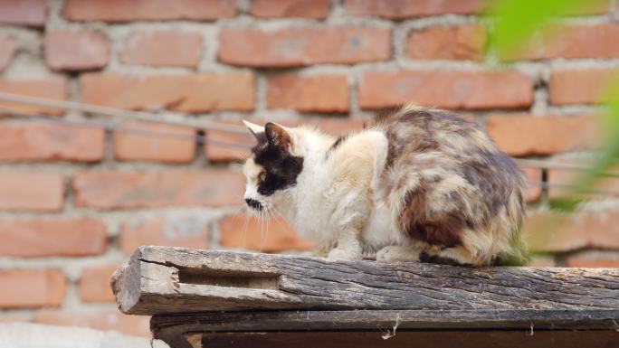 狸花猫 猫