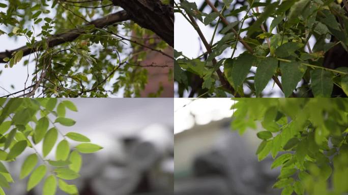 镜头合集树枝树叶微风植物空镜1