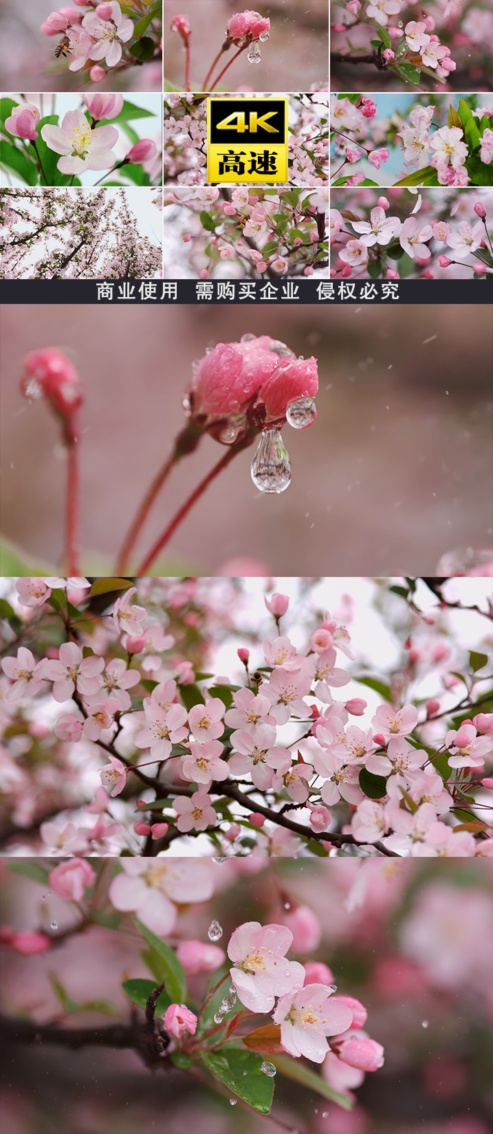 花樱花春天花开开花雨滴水滴滴水风景雨水春